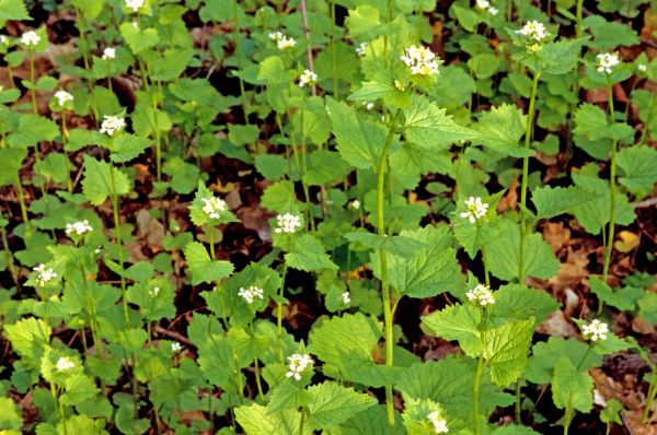 Garlic Mustard Removal in Richland