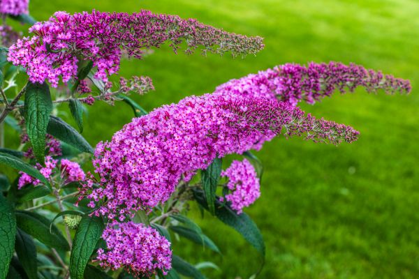 Cost of Butterfly Bush Removal in Richland