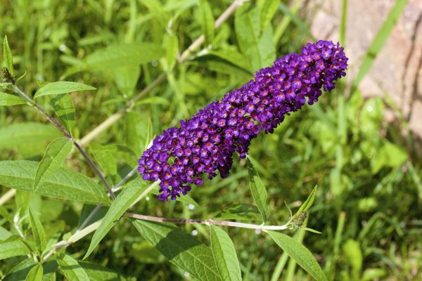 Butterfly Bush Pruning in Richland