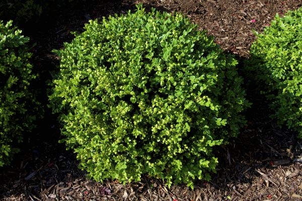 Cost of Boxwood Removal in Richland