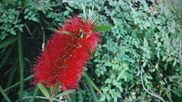 Bottlebrush Pruning in Richland