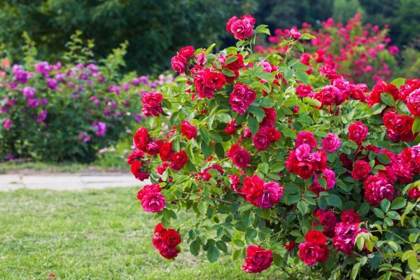 Shrub Trimming in Richland