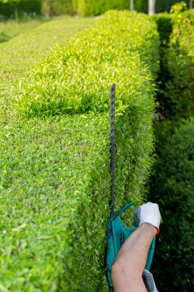 Hedge Trimming in Richland