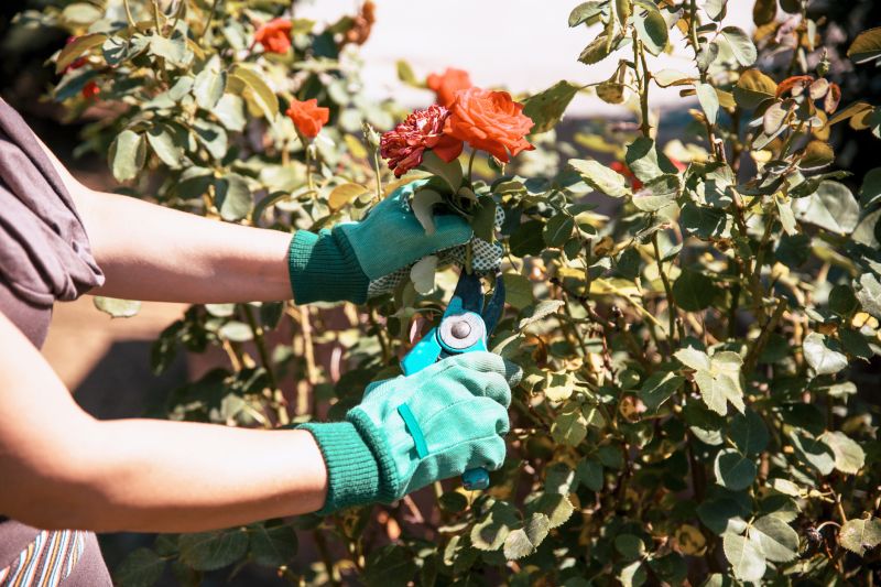 Knockout Roses Pruning