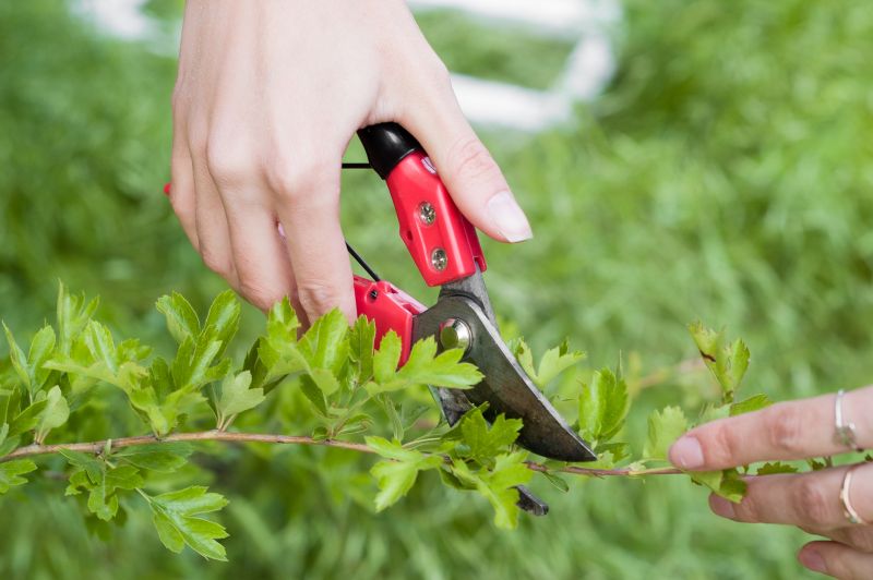 Pruning Tools in Action